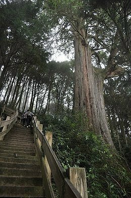 113.03.09-113.03.10雪霸．觀霧森呼吸二日遊