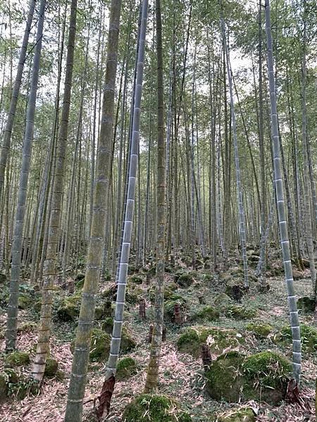 LINE_ALBUM_120-1121【跟著陳經理趣玩】南投秘境·杉林溪森呼吸_220906_482.jpg