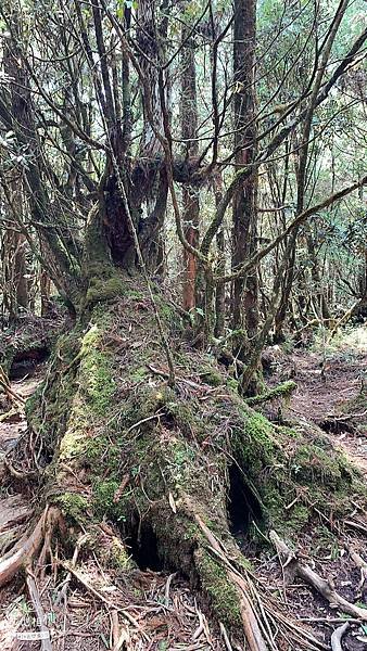 LINE_ALBUM_翠峰湖環山步道_220919_55.jpg