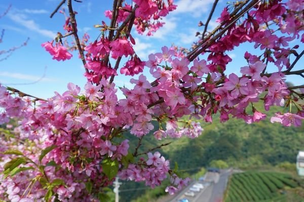 114.01.26-114.01.27春遊南投賞花之旅～玉山