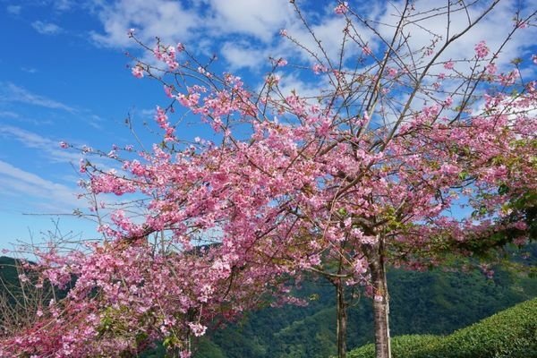 114.01.26-114.01.27春遊南投賞花之旅～玉山