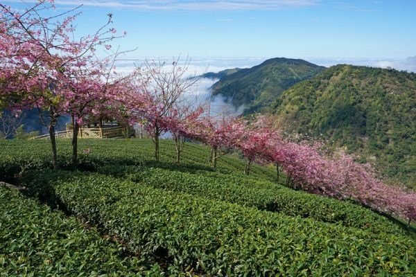 114.01.26-114.01.27春遊南投賞花之旅～玉山