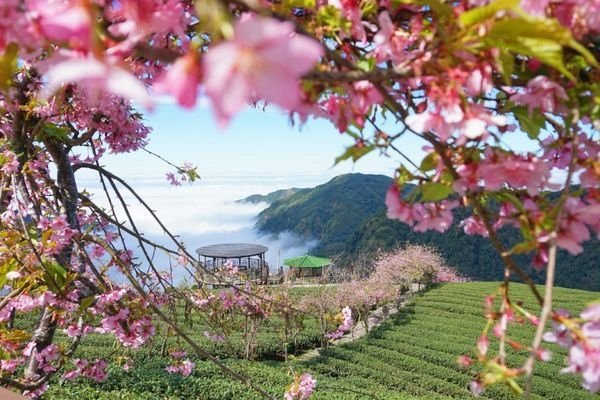 114.01.26-114.01.27春遊南投賞花之旅～玉山