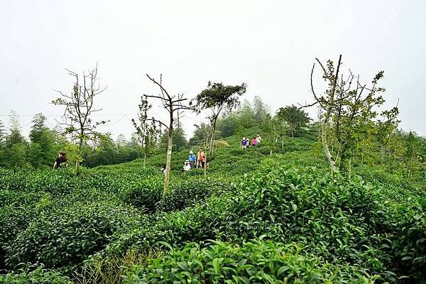 南投鹿谷小半天-大崙山景觀台-3.jpg