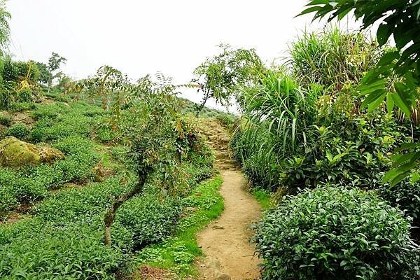 南投鹿谷小半天-大崙山景觀台-4.jpg