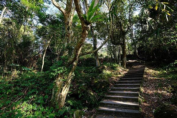 113.04.27南庄山城之旅～老街．魚道．桐花．螢火蟲