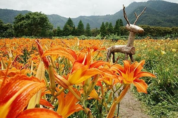 113.05.25-113.05.26合歡山高山杜鵑之旅～遊