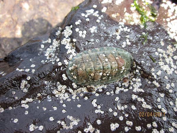 113.05.04東北角．龜山島賞鯨一日