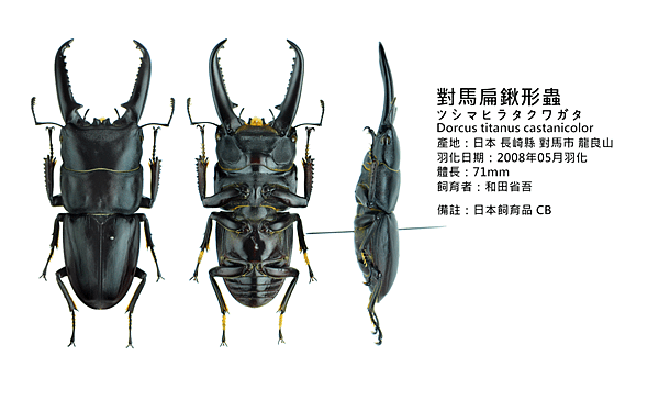 對馬.png