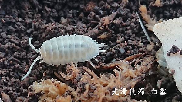 光滑鼠婦 白雪.jpg
