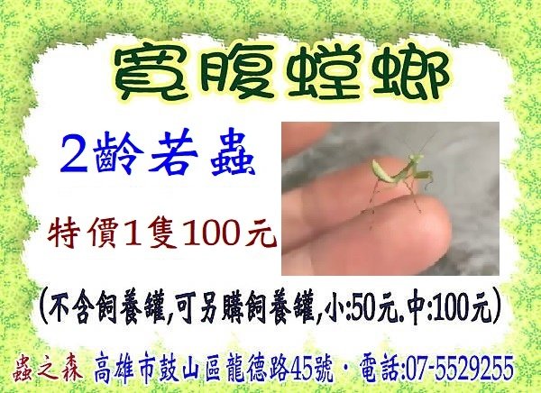 寬腹螳螂 2齡若蟲,特價1隻100元