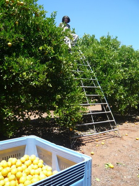 Picking orange in Loxton - 15.jpg