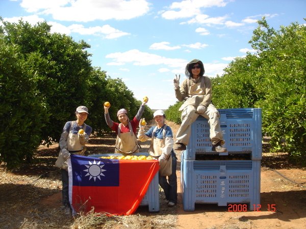 Picking orange in Loxton - 19.jpg