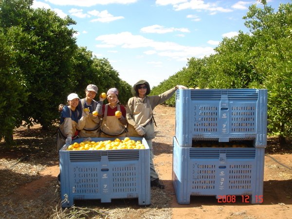 Picking orange in Loxton - 20.jpg