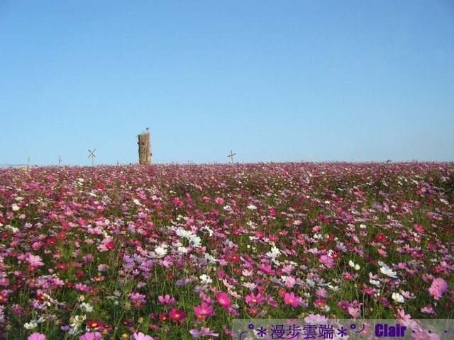 5.南投花卉嘉年華-波斯菊.jpg