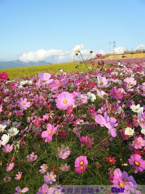 7.南投花卉嘉年華-波斯菊.jpg