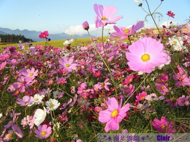 6.南投花卉嘉年華-波斯菊.jpg