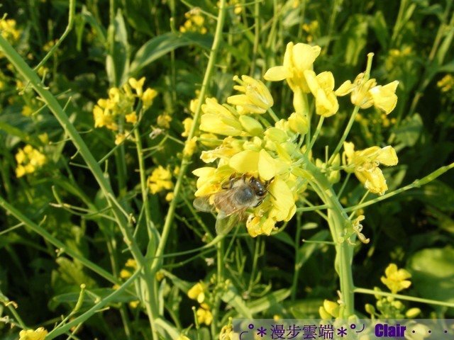 9.南投花卉嘉年華-油菜花.jpg