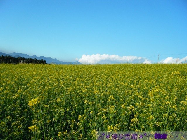 10.南投花卉嘉年華-油菜花.jpg