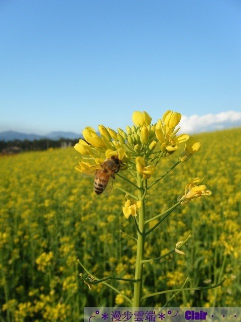 11.南投花卉嘉年華-油菜花.jpg