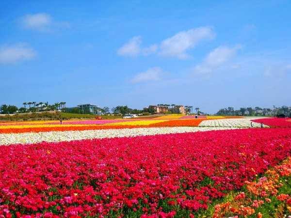 Carlsbad Flower Fields_38.jpg