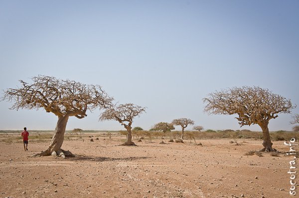 socotra_anna_010