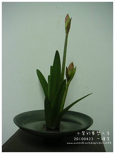 20100423-4.jpg