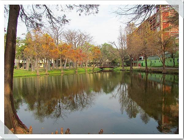 巴克禮公園落羽松