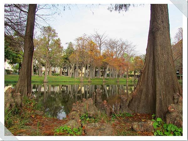 巴克禮公園落羽松