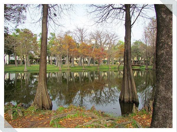 巴克禮公園落羽松