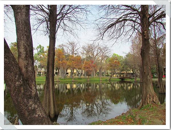 巴克禮公園落羽松