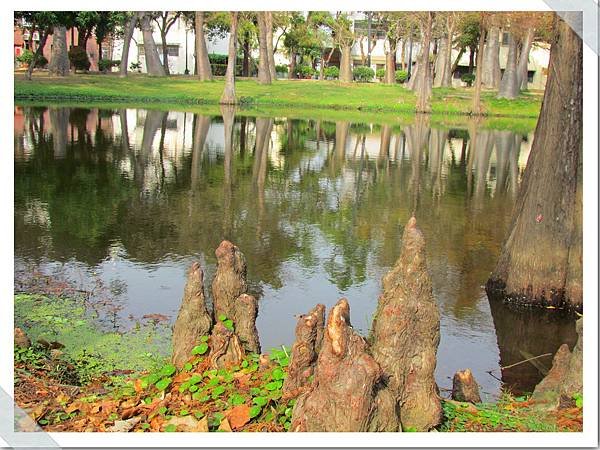 巴克禮公園落羽松