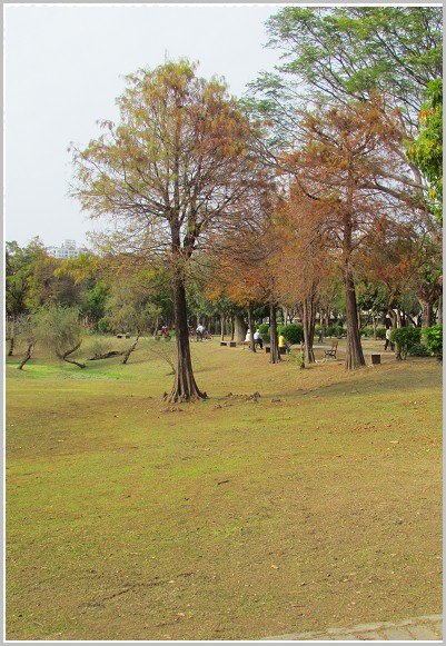 巴克禮公園落羽松