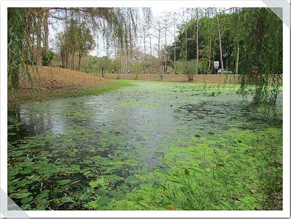 巴克禮公園落羽松