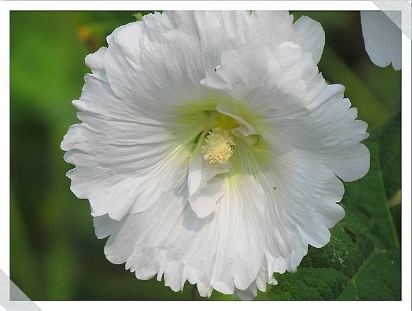 學甲蜀葵花海