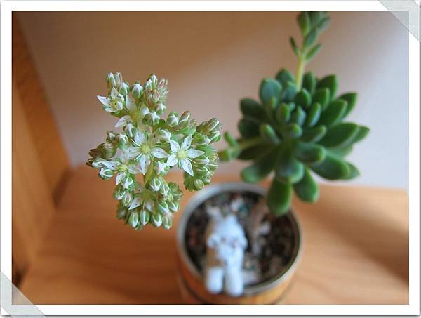 多肉植物開花