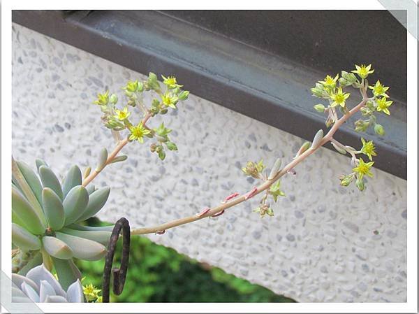 多肉植物開花