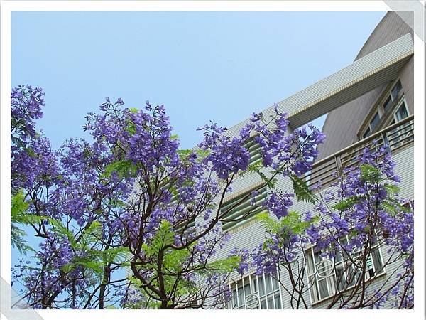 藍花楹