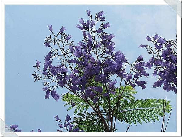 藍花楹