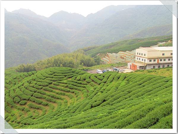 南投八卦茶園