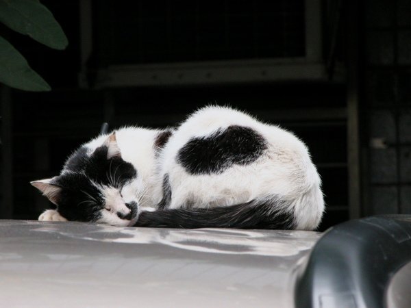 DSCN4040.jpg