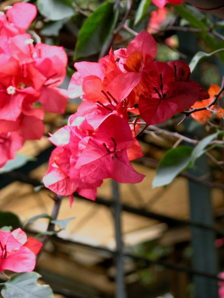 DSCN4061.jpg