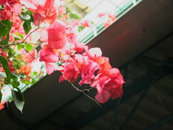 DSCN4065.jpg