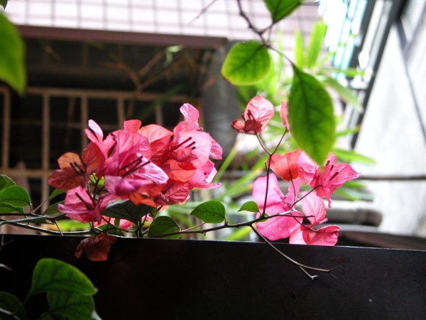 DSCN4066.jpg