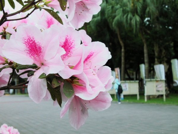 DSCN4118.jpg