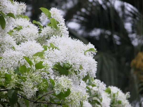 DSCN4125.jpg