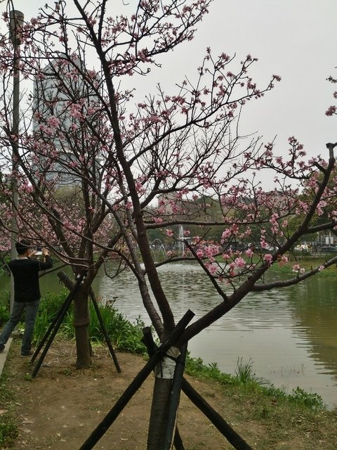 P_20190302_121930_HDR.jpg - 1080302-新竹公園賞櫻花野餐趣~~