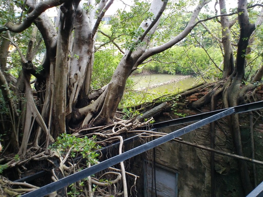 29.JPG - 7.台南輕旅行-安平樹屋+德記洋行+朱玖瑩故居