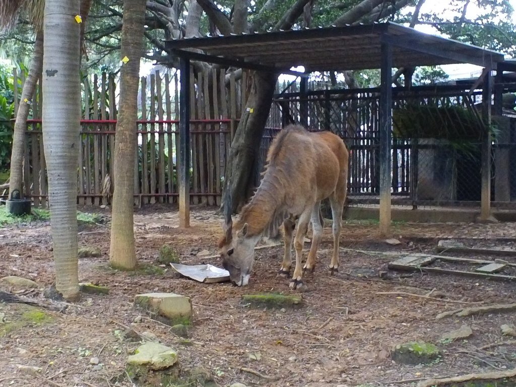 3.JPG - 1060423-新竹動物園一日遊+假日花市+春英水餃牛肉麵店午餐