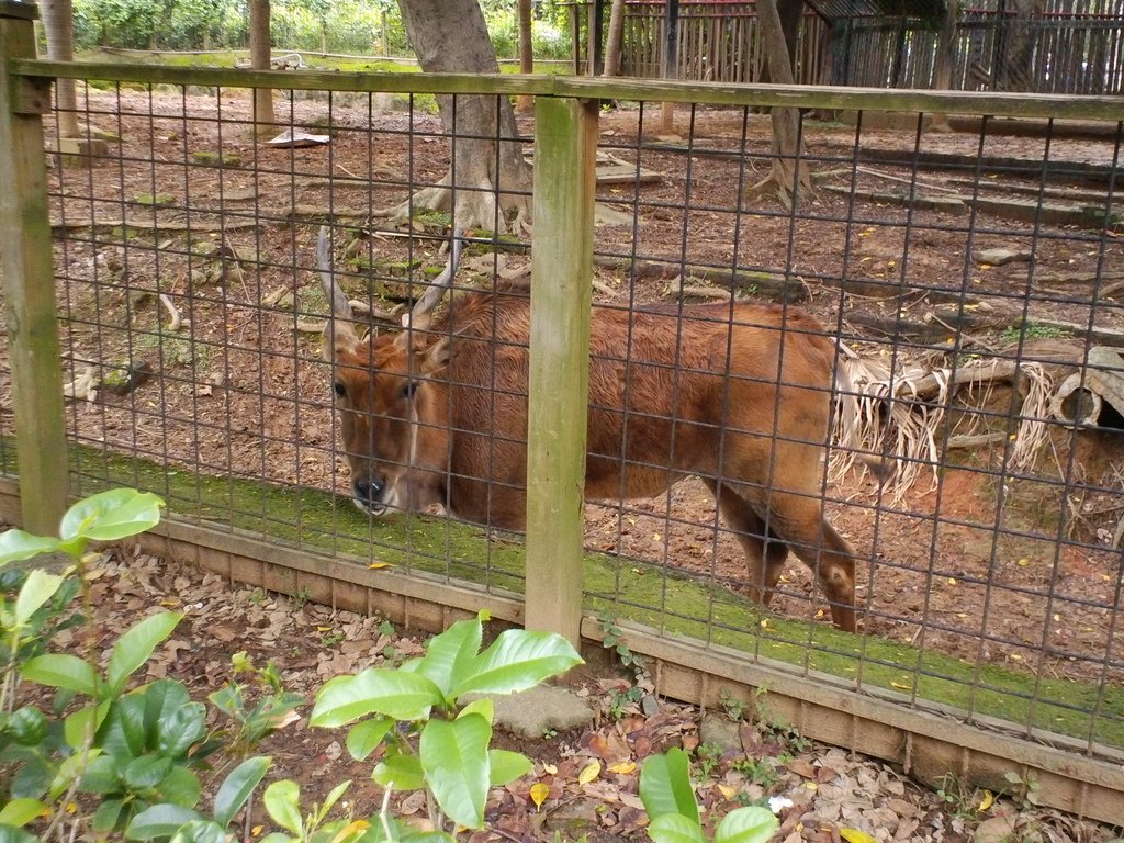 4.JPG - 1060423-新竹動物園一日遊+假日花市+春英水餃牛肉麵店午餐